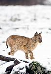 BB 12 0015 / Lynx lynx / Gaupe